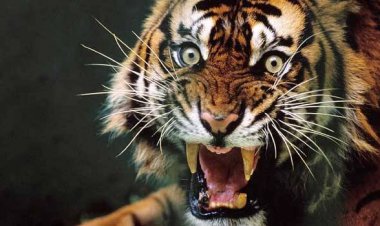 രാജമലയിൽ വീണ്ടും കടുവ ആക്രമണം